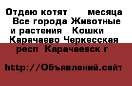 Отдаю котят. 1,5 месяца - Все города Животные и растения » Кошки   . Карачаево-Черкесская респ.,Карачаевск г.